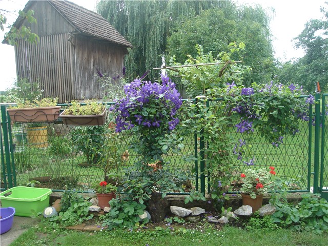 panoramik